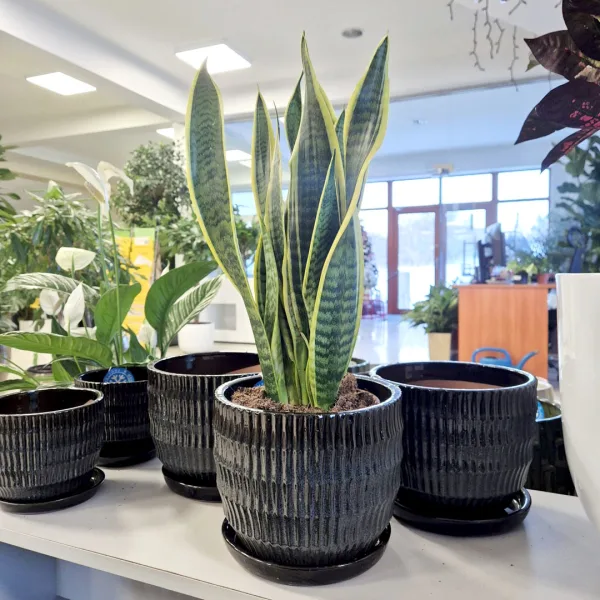 Sansewieria gwinejska (Sansevieria trifasciata 'Laurentii') 60cm