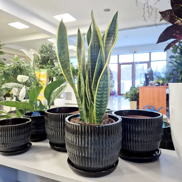 Sansewieria gwinejska (Sansevieria trifasciata 'Laurentii') 60cm