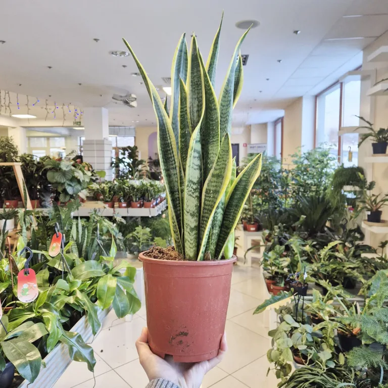 Sansewieria gwinejska (Sansevieria trifasciata 'Laurentii') 60cm