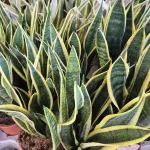Sansewieria gwinejska (Sansevieria trifasciata 'Laurentii') 60cm
