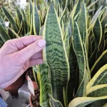 Sansewieria gwinejska (Sansevieria trifasciata 'Laurentii') 60cm