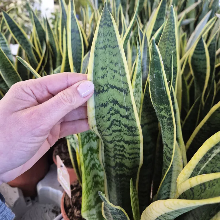 Sansewieria gwinejska (Sansevieria trifasciata 'Laurentii') 60cm