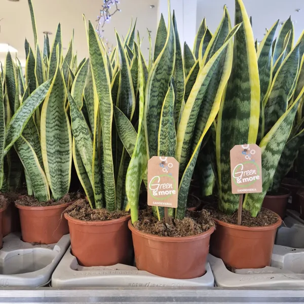 Sansewieria gwinejska (Sansevieria trifasciata 'Laurentii') 60cm