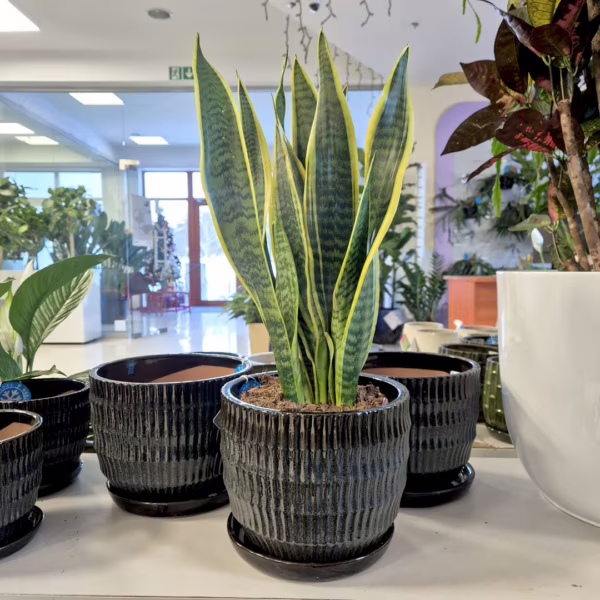 Sansewieria gwinejska (Sansevieria trifasciata 'Laurentii') 55-60cm