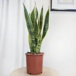 Sansewieria gwinejska (Sansevieria trifasciata 'Laurentii') 60cm