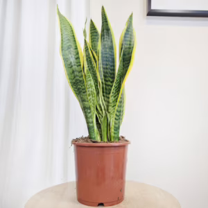 Sansewieria gwinejska (Sansevieria trifasciata 'Laurentii') 55-60cm