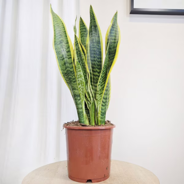 Sansewieria gwinejska (Sansevieria trifasciata 'Laurentii') 60cm
