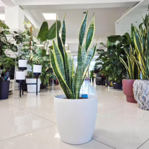 Sansewieria gwinejska (Sansevieria trifasciata 'Laurentii') 60-70cm