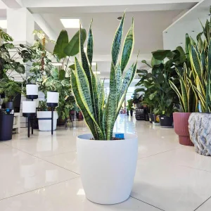 Sansewieria gwinejska (Sansevieria trifasciata 'Laurentii') 70cm