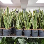 Sansewieria gwinejska (Sansevieria trifasciata 'Laurentii') 70cm