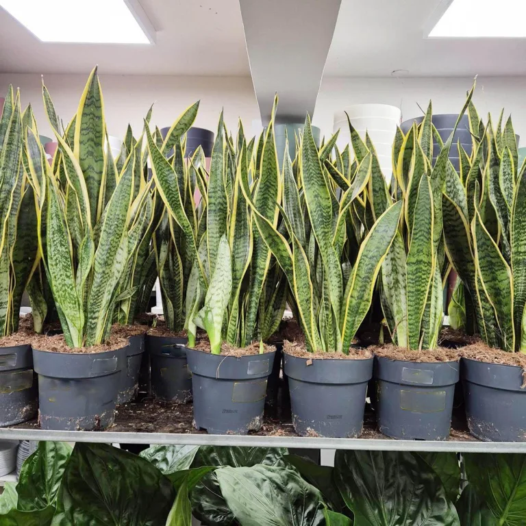 Sansewieria gwinejska (Sansevieria trifasciata 'Laurentii') 70cm