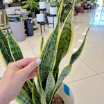 Sansewieria gwinejska (Sansevieria trifasciata 'Laurentii') 70cm
