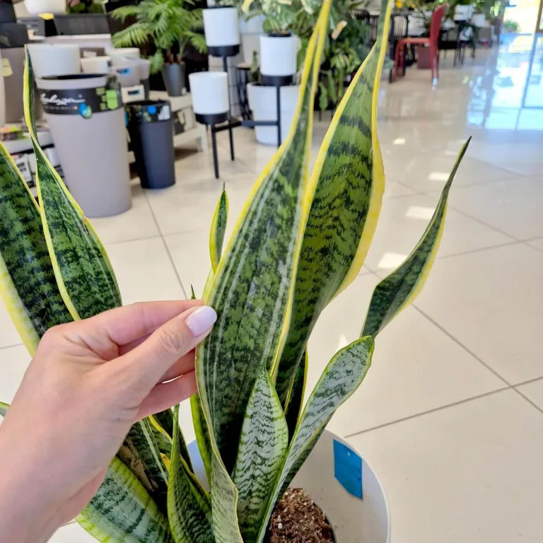 Sansewieria gwinejska (Sansevieria trifasciata 'Laurentii') 70cm