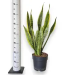 Sansewieria gwinejska (Sansevieria trifasciata 'Laurentii') 70cm
