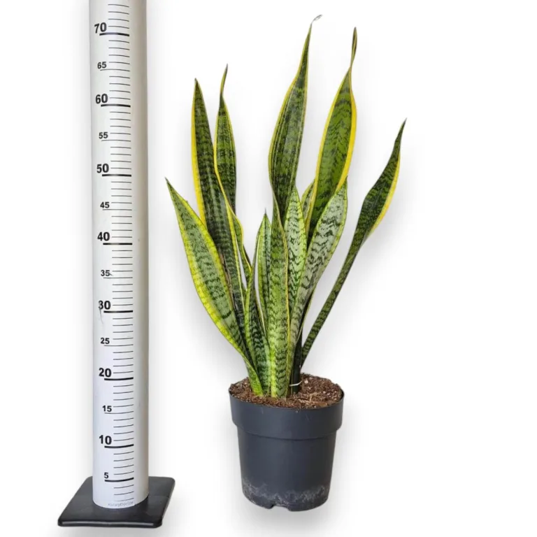 Sansewieria gwinejska (Sansevieria trifasciata 'Laurentii') 70cm