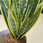 Sansewieria gwinejska (Sansevieria trifasciata 'Laurentii') 70cm