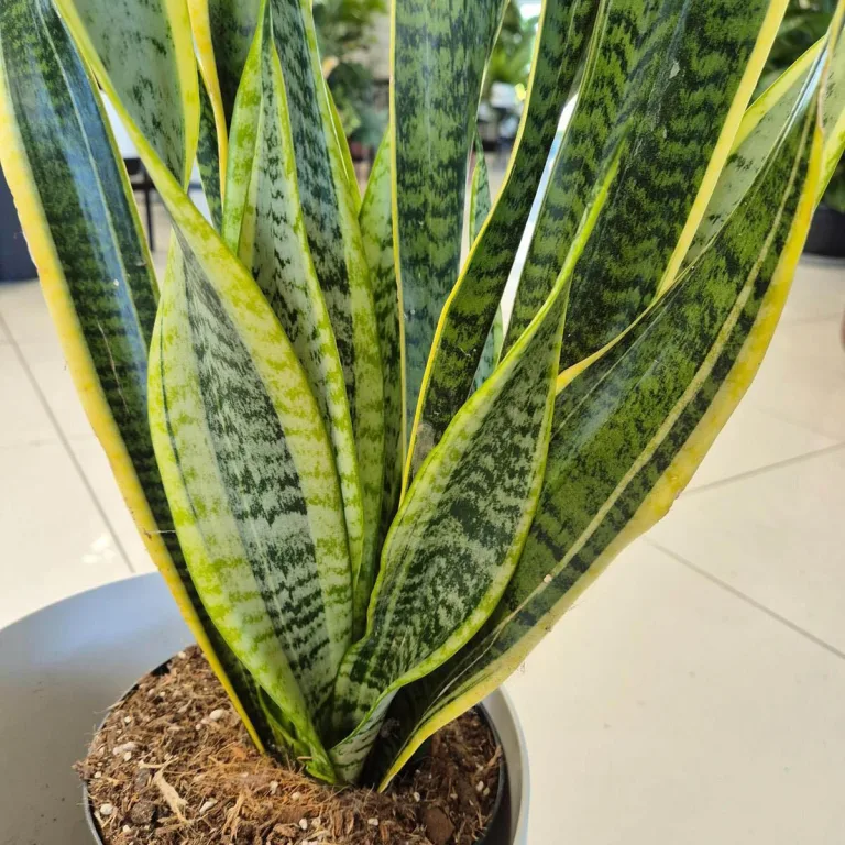 Sansewieria gwinejska (Sansevieria trifasciata 'Laurentii') 70cm