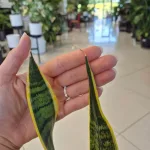 Sansewieria gwinejska (Sansevieria trifasciata 'Laurentii') 70cm