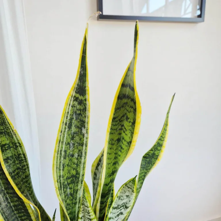 Sansewieria gwinejska (Sansevieria trifasciata 'Laurentii') 70cm