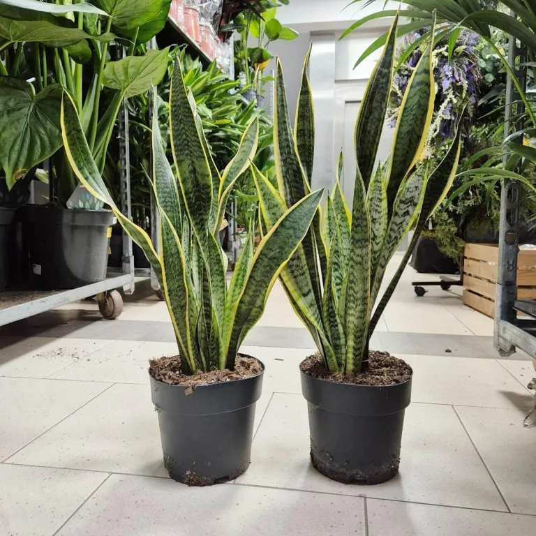 Sansewieria gwinejska (Sansevieria trifasciata 'Laurentii') 70cm