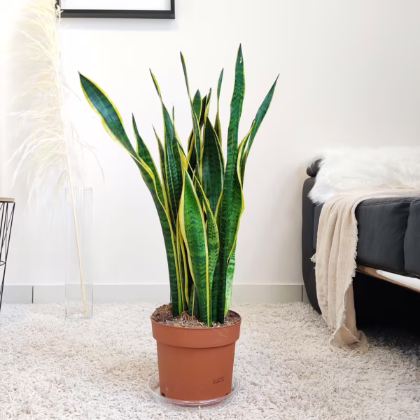 Sansewieria gwinejska (Sansevieria trifasciata 'Laurentii') 70cm