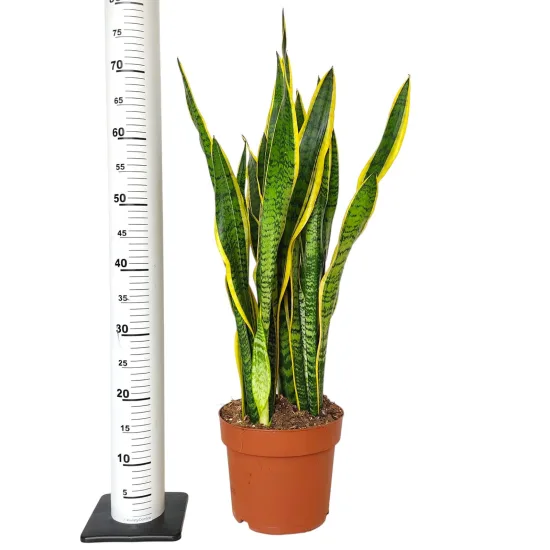 Sansewieria laurentii oczyszczająca powietrze