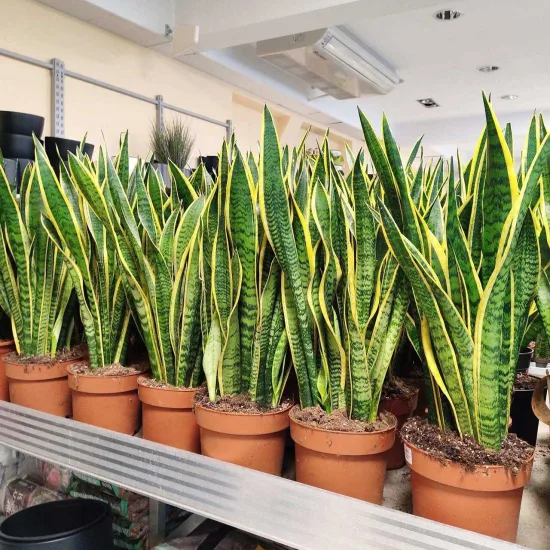 Sansewieria laurentii oczyszczająca powietrze