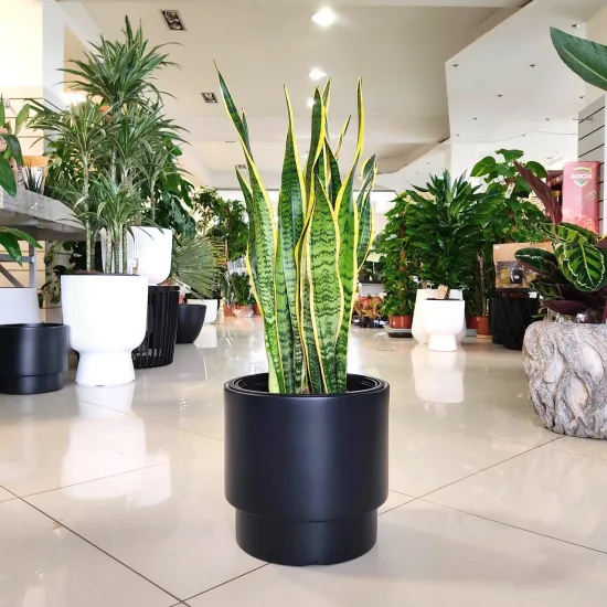 Sansewieria laurentii oczyszczająca powietrze