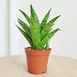 Sansewieria (Sansevieria 'Tough Lady') 15cm