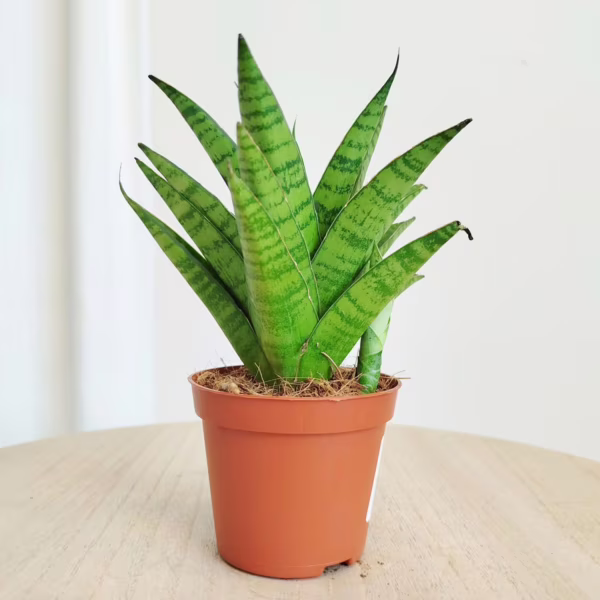 Sansewieria (Sansevieria 'Tough Lady') 15-20cm