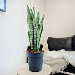 Sansewieria gwinejska (Sansevieria trifasciata 'Zelenica') 70cm