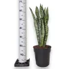 Sansewieria gwinejska (Sansevieria trifasciata 'Zelenica’)