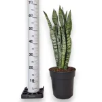 Sansewieria gwinejska (Sansevieria trifasciata 'Zelenica') 70cm