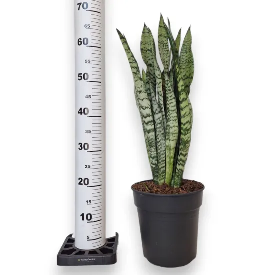 Sansewieria gwinejska (Sansevieria trifasciata 'Zelenica’)
