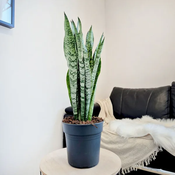Sansewieria gwinejska (Sansevieria trifasciata 'Zelenica') 70cm
