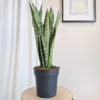 Sansewieria gwinejska (Sansevieria trifasciata 'Zelenica’)