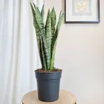 Sansewieria gwinejska (Sansevieria trifasciata 'Zelenica') 70cm