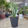 Sansewieria gwinejska (Sansevieria trifasciata 'Zelenica’)
