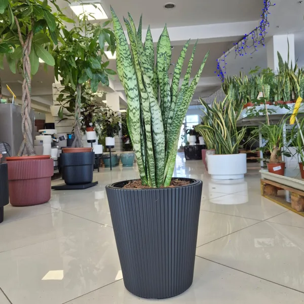 Sansewieria gwinejska (Sansevieria trifasciata 'Zelenica') 70cm