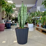 Sansewieria gwinejska (Sansevieria trifasciata 'Zelenica') 70cm