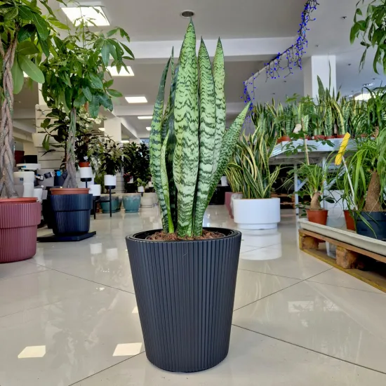 Sansewieria gwinejska (Sansevieria trifasciata 'Zelenica’)