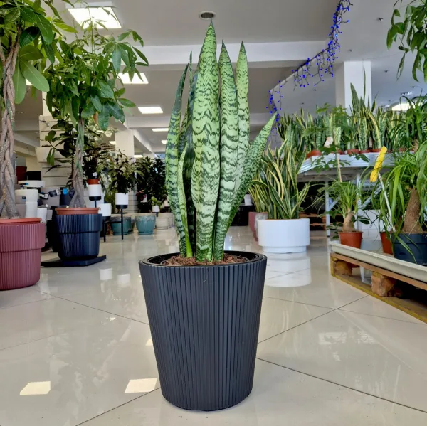 Sansewieria gwinejska (Sansevieria trifasciata 'Zelenica') 70cm