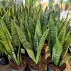 Sansewieria gwinejska (Sansevieria trifasciata 'Zelenica’)