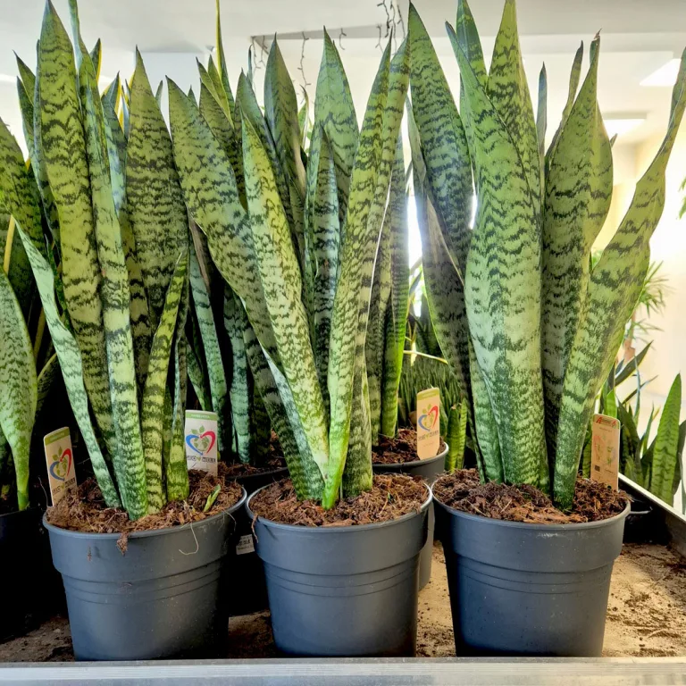 Sansewieria gwinejska (Sansevieria trifasciata 'Zelenica') 70cm