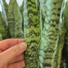 Sansewieria gwinejska (Sansevieria trifasciata 'Zelenica’)