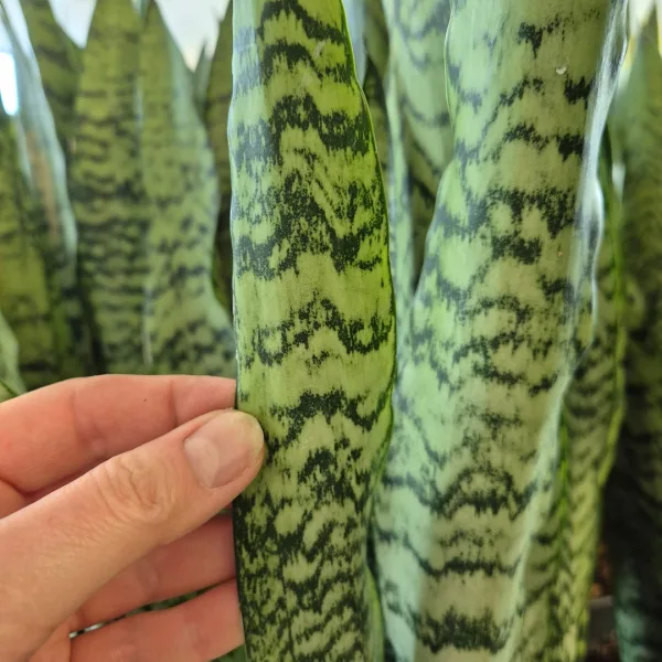 Sansewieria gwinejska (Sansevieria trifasciata 'Zelenica') 70cm