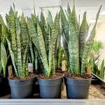 Sansewieria gwinejska (Sansevieria trifasciata 'Zelenica') 70cm
