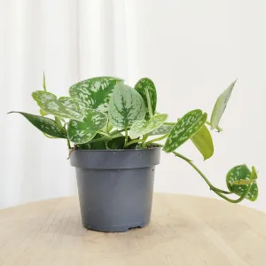 Scindapsus pstry (Scindapsus pictus 'Argyraeus') 15cm