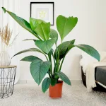 Skrzydłokwiat (Spatiphyllum 'Sensation') 120cm