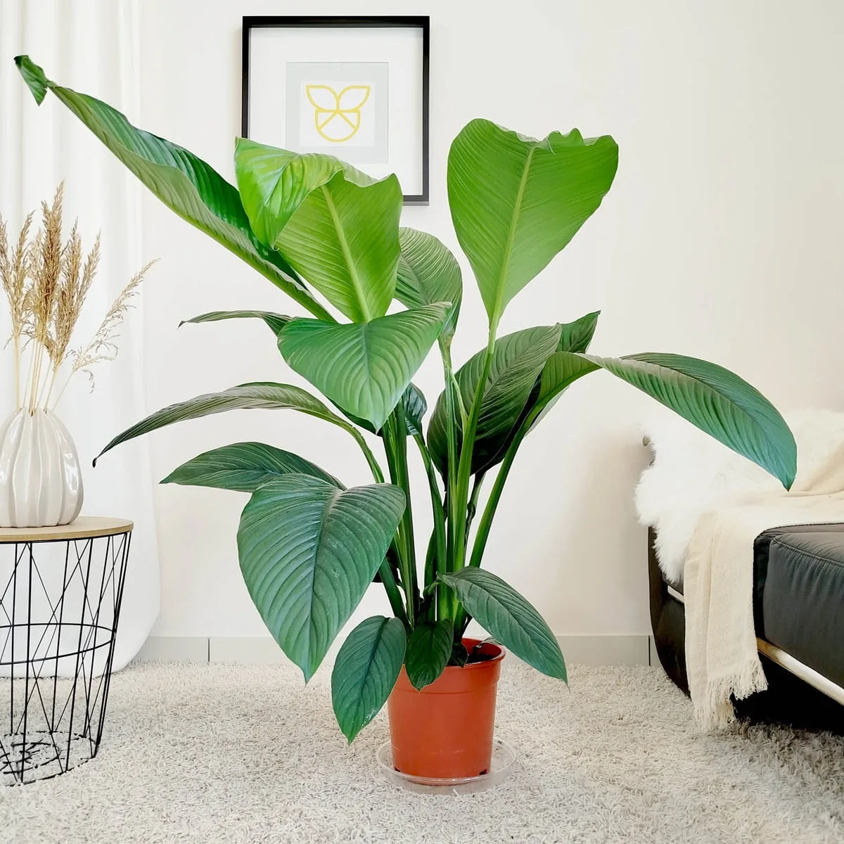 Skrzydłokwiat (Spatiphyllum 'Sensation') 120cm